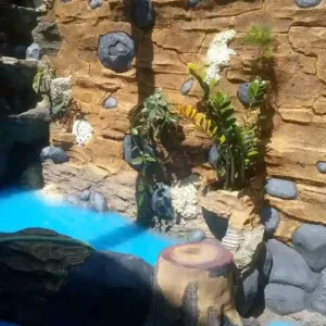 Jasa pembuatan relief kolam ikan dan taman Garut Jawa Barat untuk rumah, kantor, vila, pesantren, restoran, dan area usaha